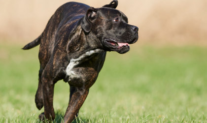 Le Cane Corso : Une race de chien exceptionnelle