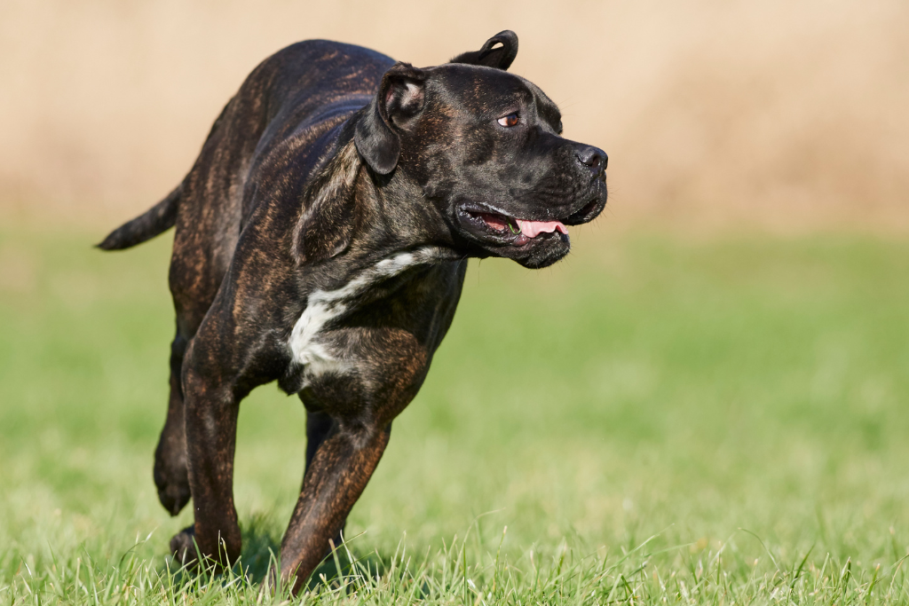 Le Cane Corso : Une race de chien exceptionnelle