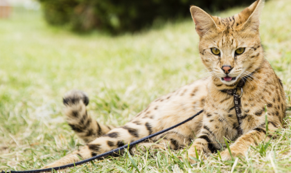 Le Savannah : un félin aussi sauvage que domestique