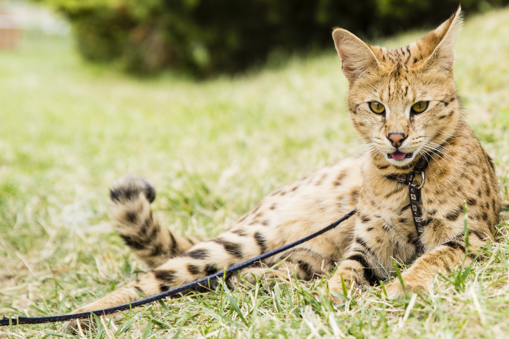 Le Savannah : un félin aussi sauvage que domestique