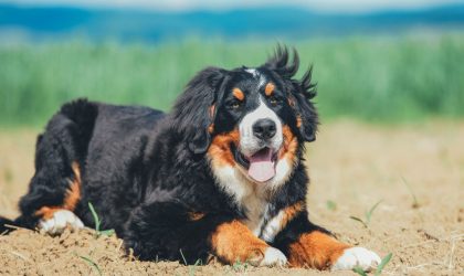 chien bouvier bernois allongé dans un champs