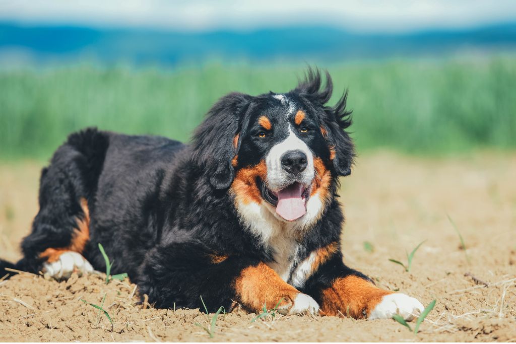 chien bouvier bernois allongé dans un champs