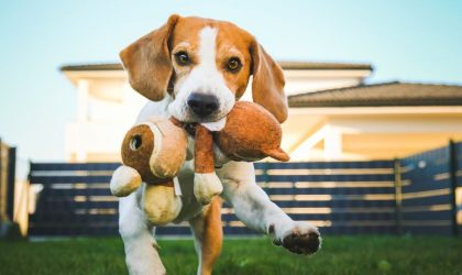 race de chien Beagle