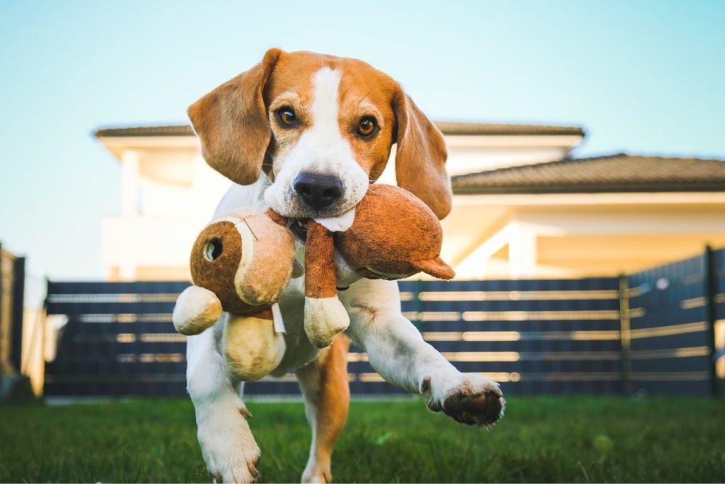 race de chien Beagle