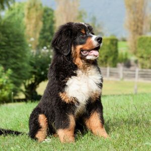 chiot bouvier bernois assis dans l'herbe