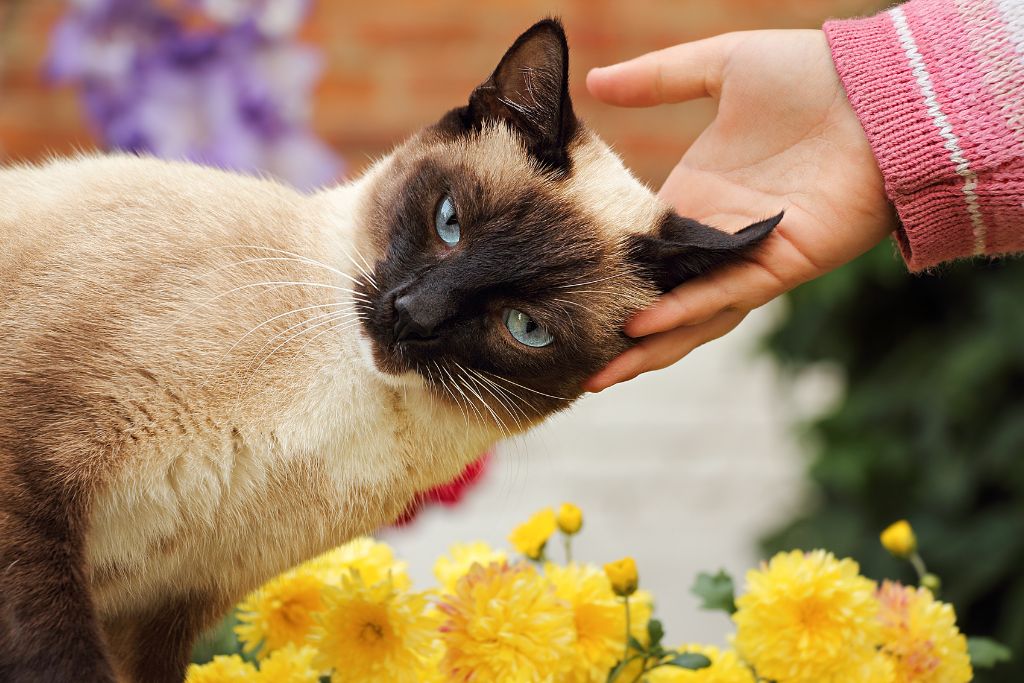 chat de la race siamois qui se fait caresser la tête