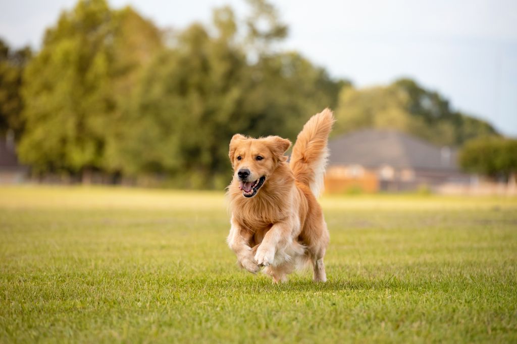 Chien adulte golden retriever qui court dans l'herbe