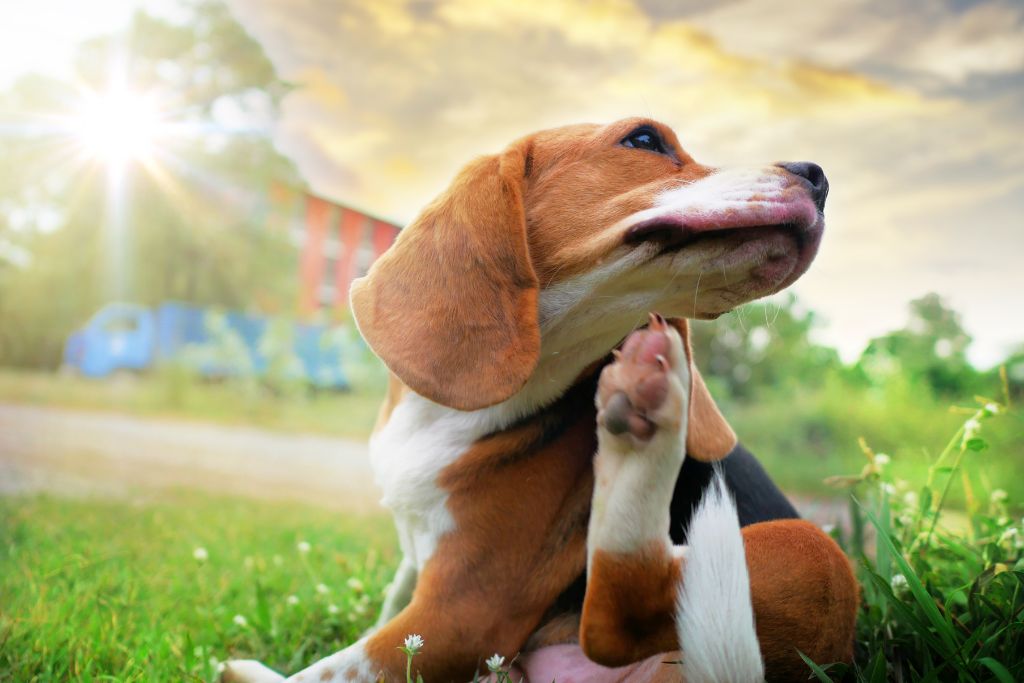 chien qui se gratte a cause des puce et des tiques