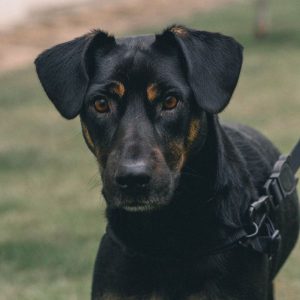 chiot beauceron