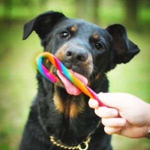 chein beauceron avec une friandise 