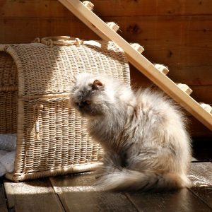 chat persan avec ses jouets