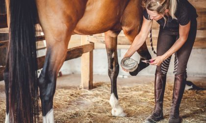 Prévenir les maladies du sabot chez le cheval