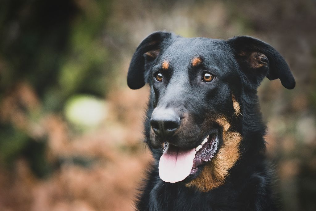 chien beauceron