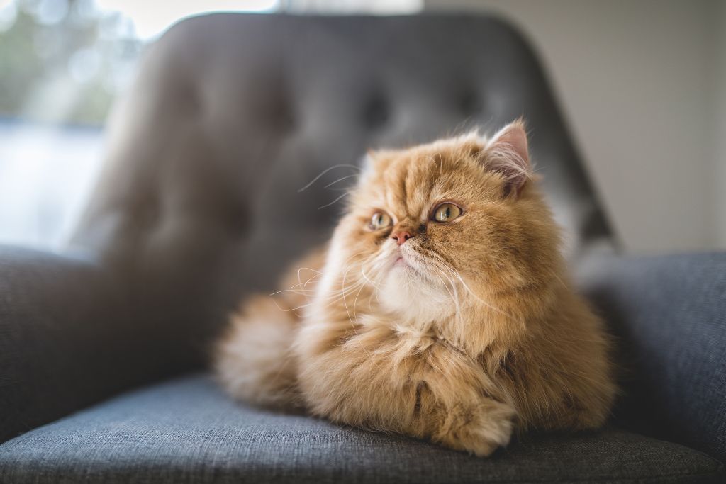 chat persan roux