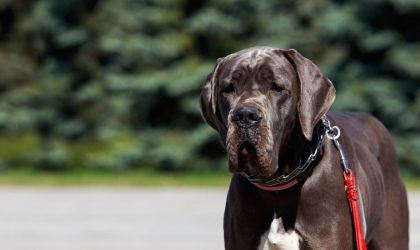 dogue allemand