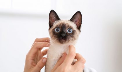 chat Thai