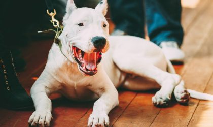 Dogue Argentin