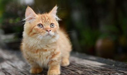 race de chat le mundhki