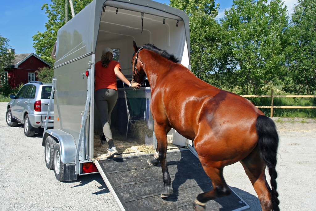 Désensibiliser un cheval au transpor