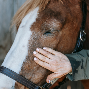 caresse cheval 