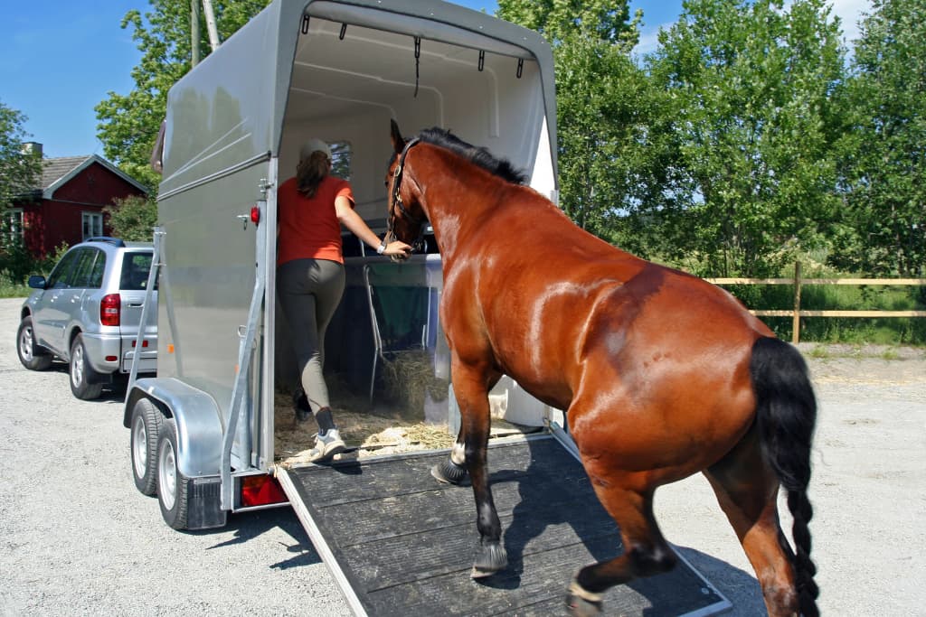 Désensibiliser un cheval au transport