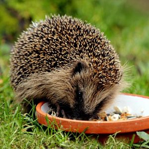hérisson qui mange