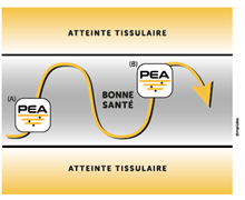 Qu’est-ce que le PEA ?