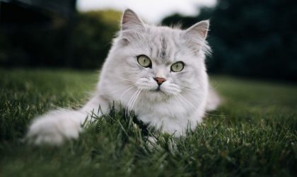 british longhair