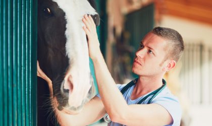 vétérinaire avec un cheval