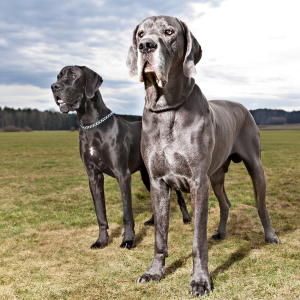 race dog allemand