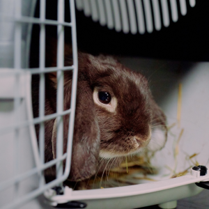 lapin dans une cage de transport