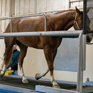 tapis de course cheval