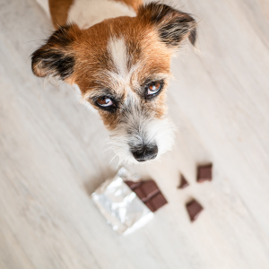 chocolat chien
