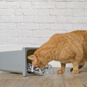 chat aliments toxiques