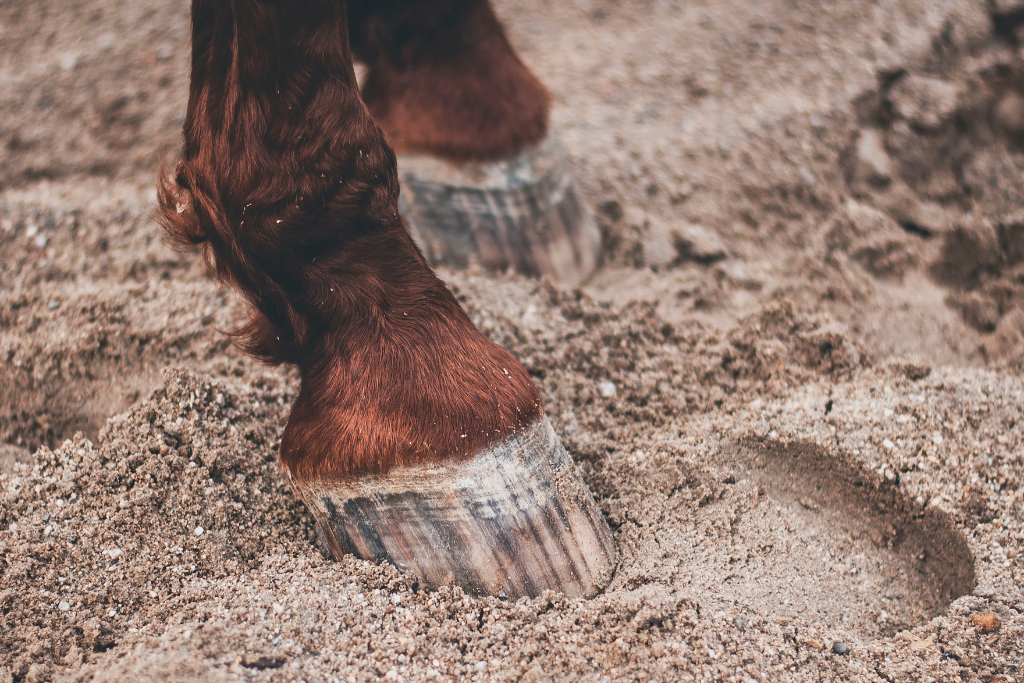 sabot cheval