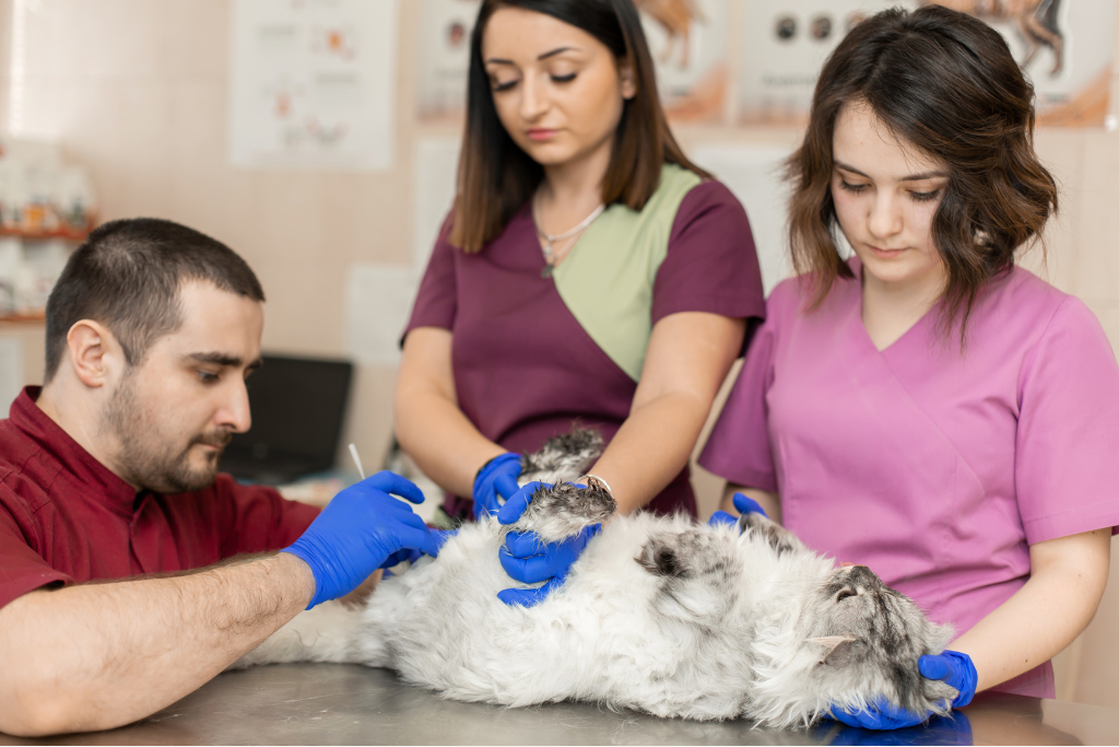 problème urinaire chat vétérinaire
