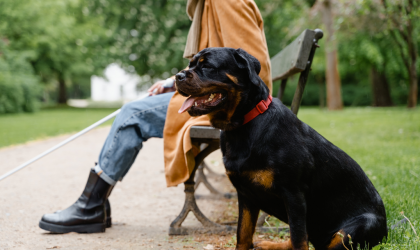 Le Rottweiler