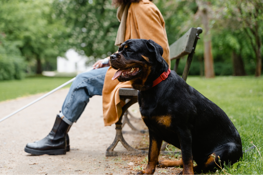 Le Rottweiler