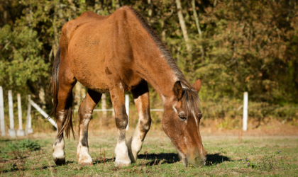 vieux cheval dans un près