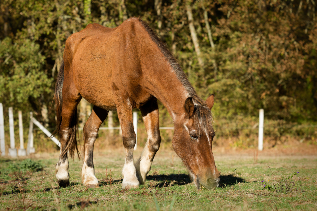 vieux cheval dans un près