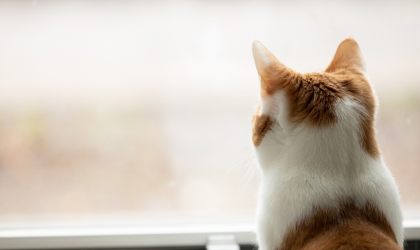 Dépression chat