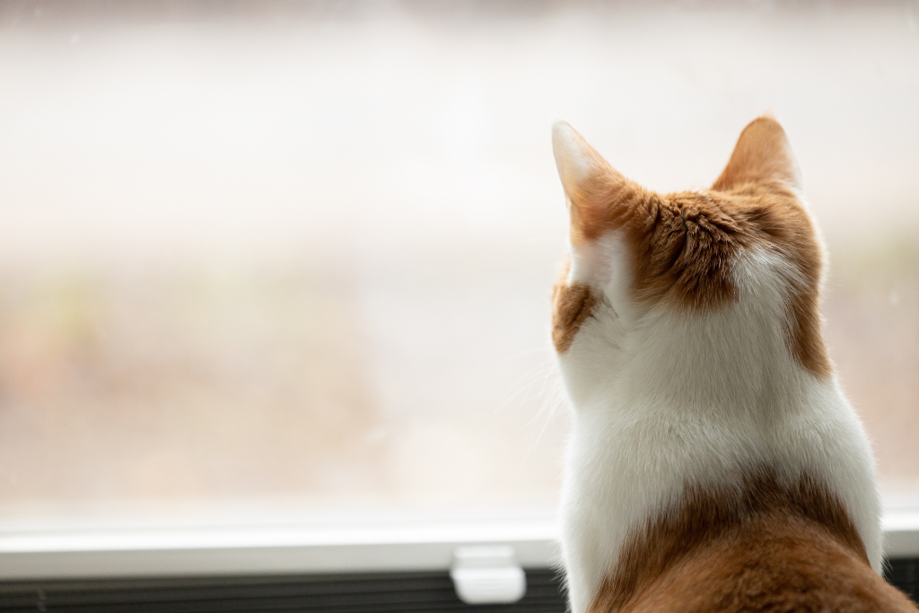 Dépression chat