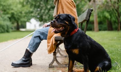 Le Rottweiler