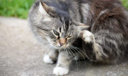 chat qui se gratte