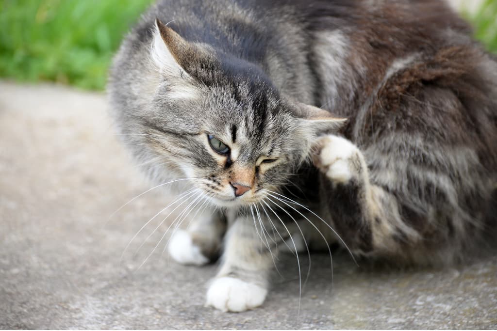 chat qui se gratte