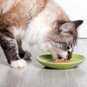 chat qui mange 