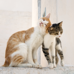 chat qui se font un calin