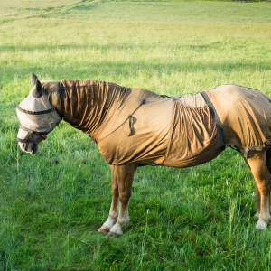 dermite_estivale_cheval