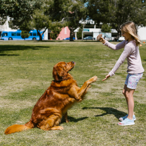 chien éducation