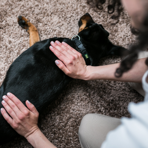 massage chien